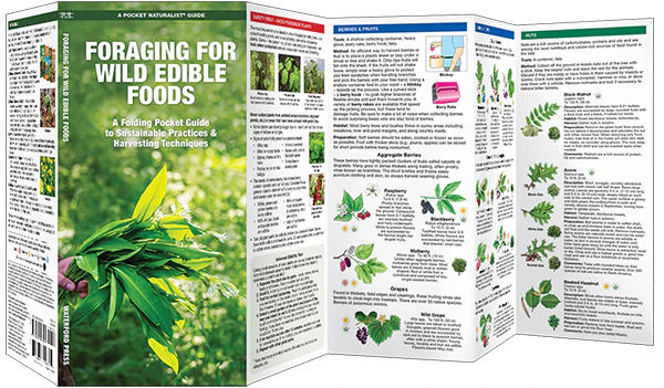 Foraging For Wild Edible Foods - Image 3