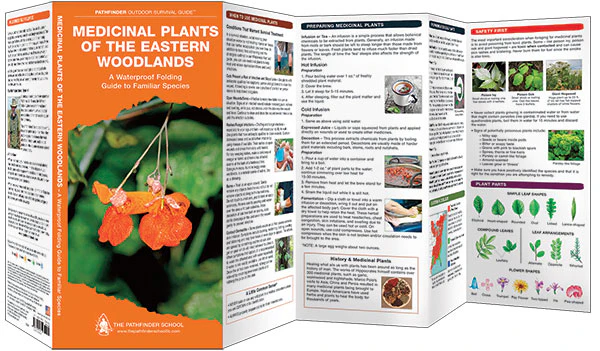 Pathfinder - Medicinal Plants of the Eastern Woodlands - Image 3
